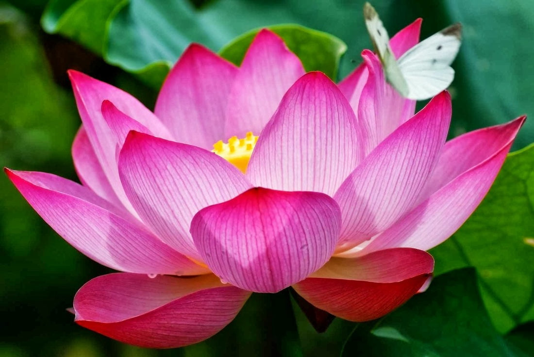 Mit szimbolizál a lótusz?